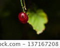 red poisons close up in green leaves 137167208