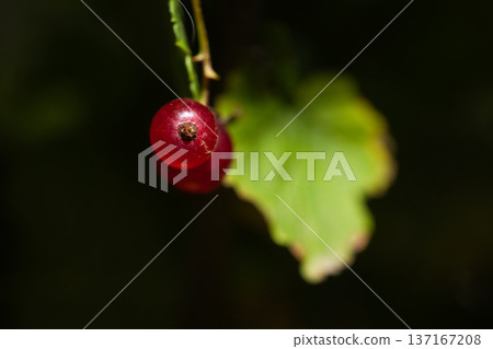 red poisons close up in green leaves red poisons close up in green leaves 137167208
