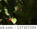 red poisons close up in green leaves 137167209