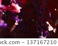 red poisons close up in green leaves 137167210