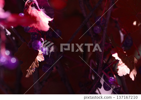 red poisons close up in green leaves 137167210