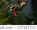 red poisons close up in green leaves 137167211