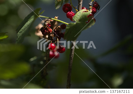 red poisons close up in green leaves 137167211