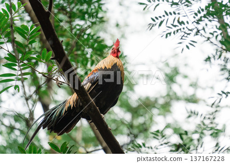 Chicken perched on tree branch in the garden Chicken perched on tree branch in the garden 137167228