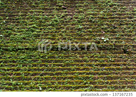 Ancient brick temple wall with moss and plant covered 137167235