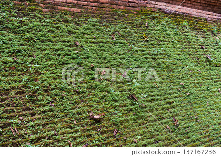 Ancient brick temple wall with moss and plant covered 137167236