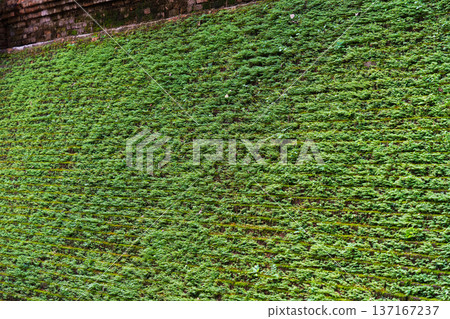 Ancient brick temple wall with moss and plant covered 137167237