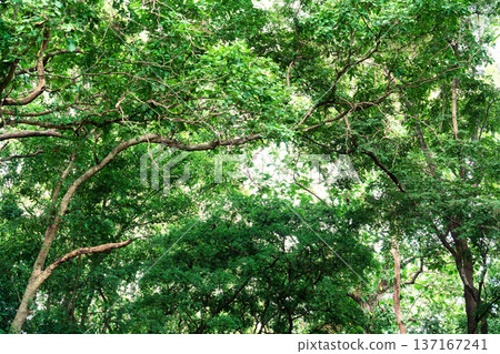 Lush green forest canopy with sunlight filtering through 137167241