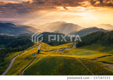 Beautiful sunset over Tree Marigold field blossom, winding road and mountain 137167253