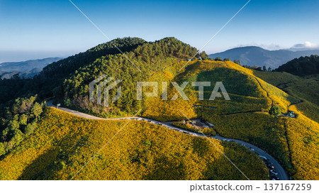 View of Tree Marigold field blooming and winding road on hill in the evening View of Tree Marigold field blooming and winding road on hill in the evening 137167259