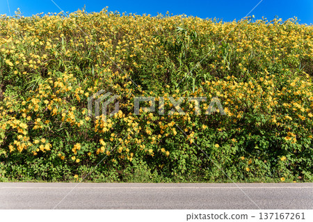 Vibrant yellow flower of Tree Marigold or Mexican Sunflower blooming on hillside in Doi Mae U Kho 137167261
