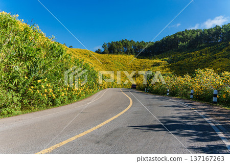 Scenic road through yellow field of Tree Marigold or Mexican Sunflower blooming on hillside in Doi Mae U Kho Scenic road through yellow field of Tree Marigold or Mexican Sunflower blooming on hillside in Doi Mae U Kho 137167263