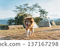 Large fluffy Alaskan Malamute dog running with cheerful in camping area on the mountain 137167298