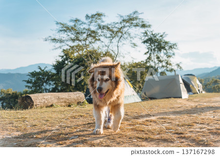 Large fluffy Alaskan Malamute dog running with cheerful in camping area on the mountain 137167298