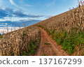 Dirt path through dry cornfield on hillside under blue sky 137167299