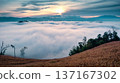 Sea of mist covering cornfield mountain landscape in Northern Thailand 137167302
