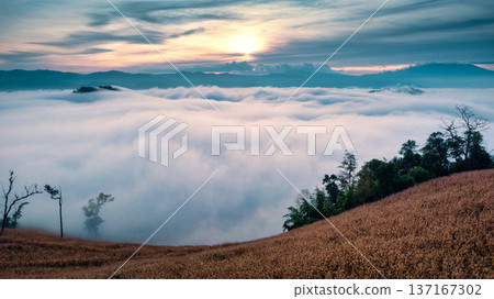 Sea of mist covering cornfield mountain landscape in Northern Thailand 137167302