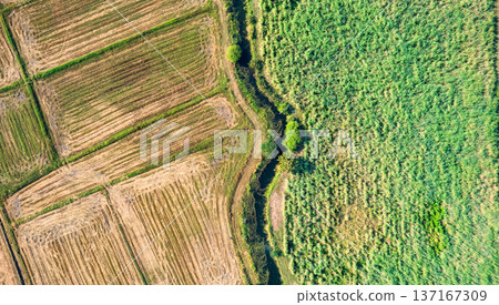 Lush green sugarcane plantation with soil cultivated area in agricultural land 137167309