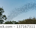 Flock of bats flying from cave in the evening 137167311