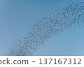 Flock of bats flying from cave in the evening 137167312