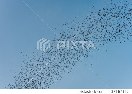 Flock of bats flying from cave in the evening 137167312