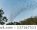 Flock of bats flying from cave in the evening 137167313