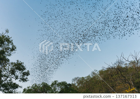 Flock of bats flying from cave in the evening 137167313
