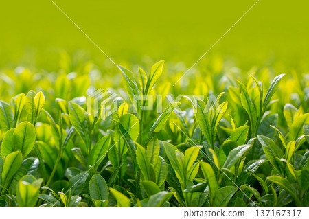發芽茶領域 發芽茶領域 137167317