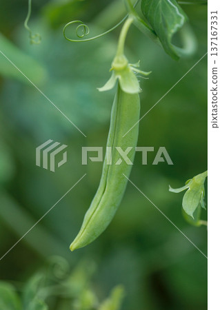 豌豆 137167331