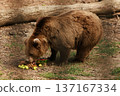 A large brown bear runs around a zoo cage to get his lunch on a summer day 137167334