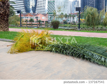 Work of landscaping services. Cut leaves on the sidewalk in the park. Gardener's work. Pruning bushes and branches in winter. Work of landscaping services. Cut leaves on the sidewalk in the park. Gardener's work. Pruning bushes and branches in winter. 137167541