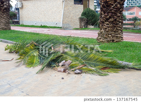 Work of landscaping services. Cut leaves on the sidewalk in the park. Gardener's work. Pruning bushes and branches in winter. Work of landscaping services. Cut leaves on the sidewalk in the park. Gardener's work. Pruning bushes and branches in winter. 137167545