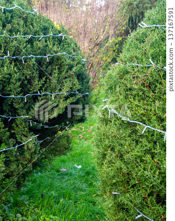 Garland on a bush in the park. Coniferous bush with a cord on the branches. Preparing for the New Year. Garland on a bush in the park. Coniferous bush with a cord on the branches. Preparing for the New Year. 137167591