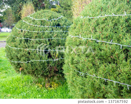 Garland on a bush in the park. Coniferous bush with a cord on the branches. Preparing for the New Year. Garland on a bush in the park. Coniferous bush with a cord on the branches. Preparing for the New Year. 137167592