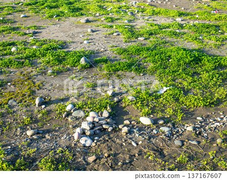 Ground with stones and fresh grass. Coastal sea. Background of earth and grass. 137167607