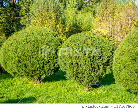 Trimmed round coniferous bushes. Vegetation in the park. Plant trimming. 137167666