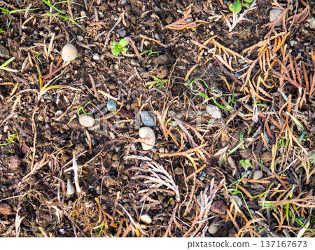 Background of earth, stones and fallen leaves. Natural background. What's under your feet in the park. 137167673