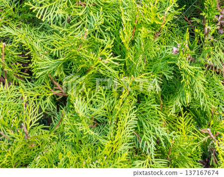 Background from coniferous leaves. A gentle green plant. Natural background. Vegetation in the park. 137167674