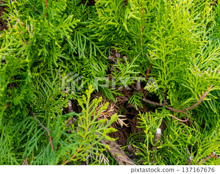 Background from coniferous leaves. A gentle green plant. Natural background. Vegetation in the park. 137167676
