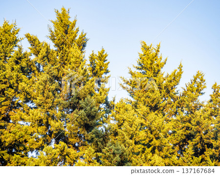 Tops of coniferous trees in the sun. Crowns of trees with needles. On the Sunset. Tops of coniferous trees in the sun. Crowns of trees with needles. On the Sunset. 137167684