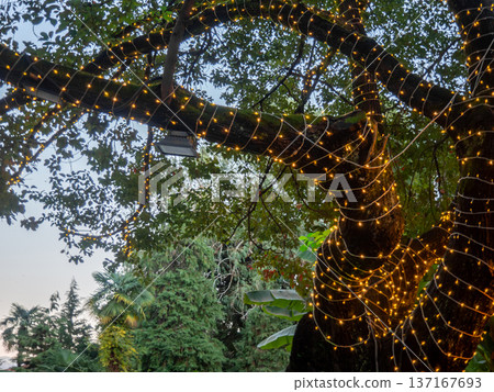 Lighting in the park. Evening park. Lighting fixture on a tree. Modern technologies. Lighting in the park. Evening park. Lighting fixture on a tree. Modern technologies. 137167693