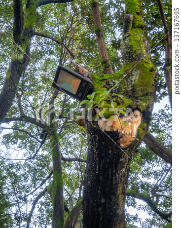 Lighting in the park. Evening park. Lighting fixture on a tree. Modern technologies. 137167695