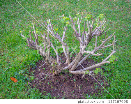 Cut branches from a bush in the park. After the gardener's work. Greening the city. Preparing the plant for winter. 137167698