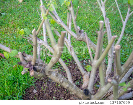 Cut branches from a bush in the park. After the gardener's work. Greening the city. Preparing the plant for winter. Cut branches from a bush in the park. After the gardener's work. Greening the city. Preparing the plant for winter. 137167699