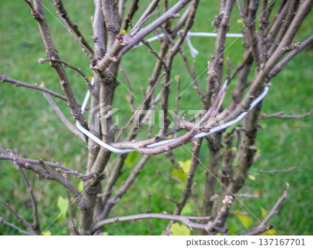 Cut branches from a bush in the park. After the gardener's work. Tied branches of a bush. 137167701