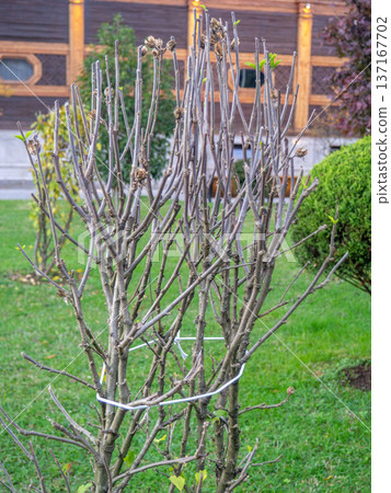 Cut branches from a bush in the park. After the gardener's work. Tied branches of a bush. Cut branches from a bush in the park. After the gardener's work. Tied branches of a bush. 137167702