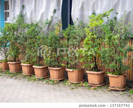 Bushes in large pots outside. Decorative plants outdoors. Bushes in large pots outside. Decorative plants outdoors. 137167742