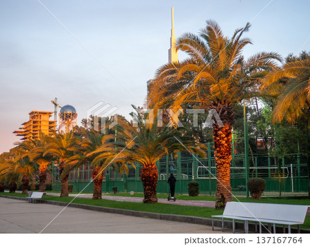 Palm trees in the rays of the setting sun. Batumi embankment. Palm trees at the resort. Palm trees in the rays of the setting sun. Batumi embankment. Palm trees at the resort. 137167764