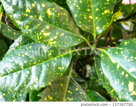 Background of green leaves with yellow specks. Leaves background. Summer pattern. 137167788