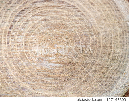 Fresh cut of a tree. Annual rings on wood. A round piece of wood. 137167803
